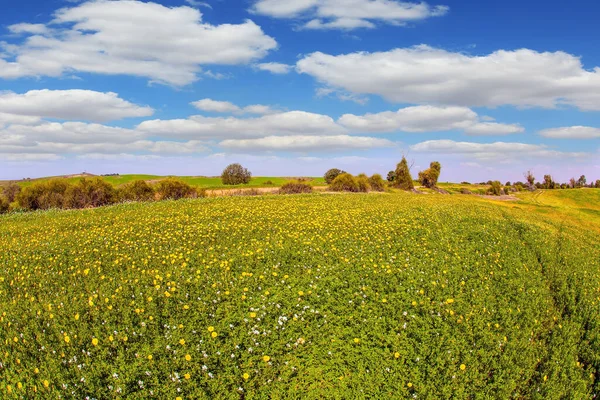 Foto Tomada Con Lente Fishye Floreciente Desierto Negev Magnífica Primavera —  Fotos de Stock