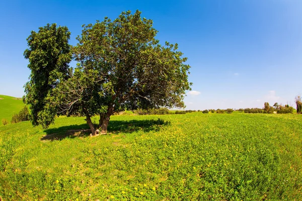 Woestijnacacia Groen Heuvel Groen Vers Gras Wilde Bloemen Bedekken Heuvels — Stockfoto