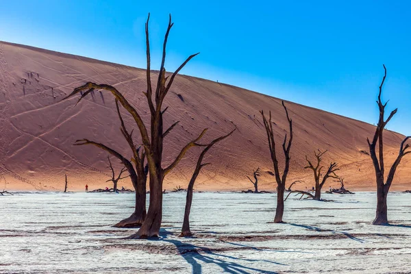 枯れ木と死んだ湖 ブラウン砂丘とリンギング沈黙 ナミブノークルフト砂漠の粘土高原 ナミビア 乾燥湖Sussflayの底 異国情緒と写真観光のコンセプト — ストック写真