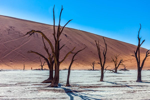 Dode Bomen Dood Meer Bruine Duinen Rinkelende Stilte Klei Plateau — Stockfoto