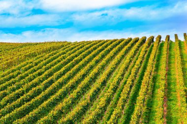 Ren tepelerindeki en iyi korunan üzüm bağları. Almanya. Ekim ayındaki hasattan önce muhteşem üzüm bağları. Sonbahar güneşi güzel bir üzüm hasadını ısıtır.