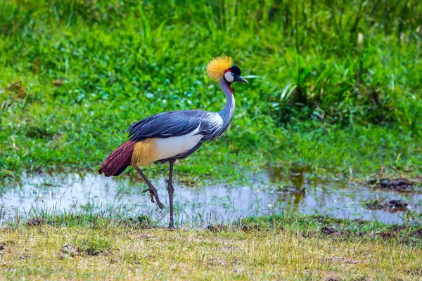 Gekroonde Kraan Bij Het Water Safari Reis Naar Kenia Afrikaans — Stockfoto