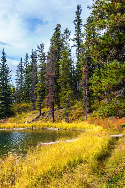 Skalnaté Hory Kanady Žlutá Suchá Tráva Kolem Mělkého Jezera Klidné — Stock fotografie