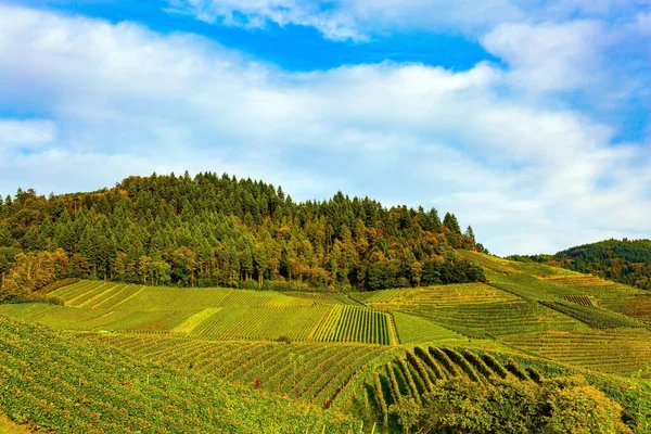 Германия Великолепные Виноградники Октябре Сбора Урожая Осеннее Солнце Согревает Прекрасный — стоковое фото