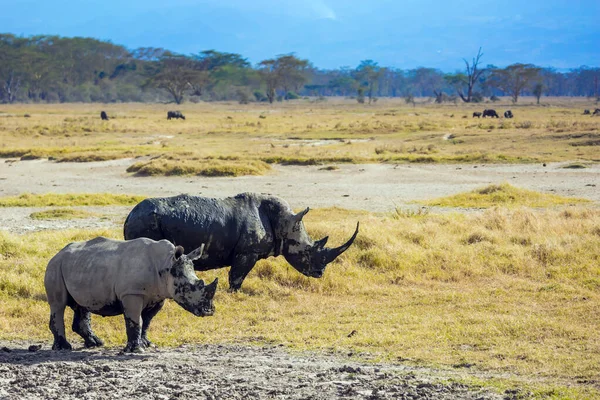 著名的非洲五大经济体 纳库鲁湖畔的非洲草原 大裂谷美丽的野生犀牛去湖边喝水 — 图库照片