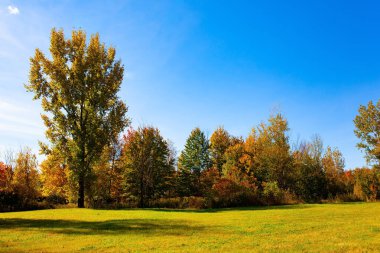 Muhteşem, parlak sonbahar manzarası. Yeşil çimenler, yeşil, sarı, turuncu ve sarı yapraklı ağaçlar. Kanada, Quebec vilayeti. Montreal 'den Bromont' a giden yol.