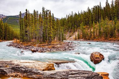 Fırtınalı bir nehrin ortasında küçük bir ada. Kanada 'nın muhteşem şelaleleri. Alberta, Jasper Park, Sunwapta Nehri. Buz gibi masmavi bir su. Bir gece yağmurundan sonra kozalaklı orman. 