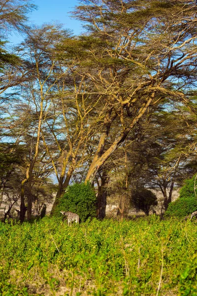 纳库鲁湖畔的非洲热带草原 凯妮亚15 前往非洲之角的旅行 那只风景如画的长颈鹿在丛林中的沙漠相思树下吃草 — 图库照片