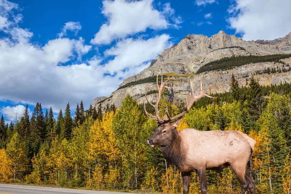 Bewölkter Herbsttag Den Kanadischen Rocky Mountains Rothirsche Mit Weit Verzweigten — Stockfoto