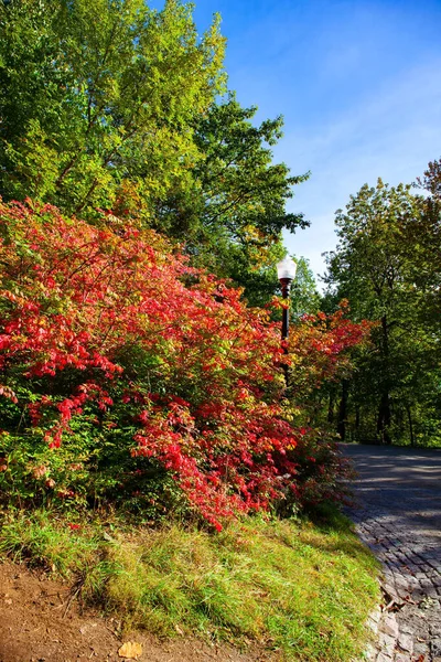 Riesiger Landschaftspark Montreal Herrlicher Park Feldwege Und Öffentliche Bänke Grüner — Stockfoto