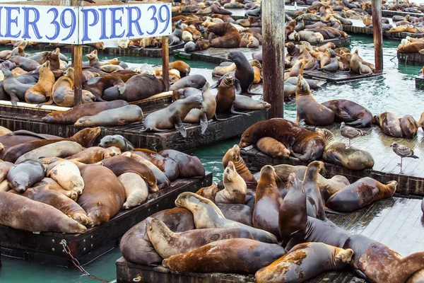 Hundreds Sea Lions Lie Wooden Platforms Pose Sleep Growl Fight — Stock Photo, Image