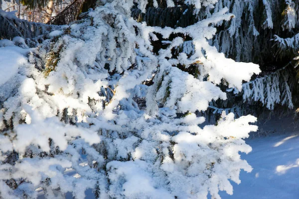 Fichtenzweige Sind Mit Schnee Bedeckt Kurzer Wintertag Der Arktis Lappland — Stockfoto