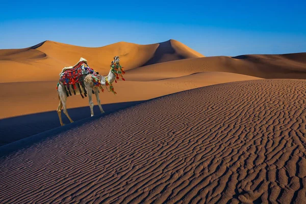 Magnifik Enpucklad Kamel Dromedar Kamelen Vackert Inredd För Turister Magisk — Stockfoto