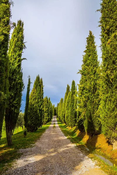 Magnificent Long Cypress Avenue Picturesque Tuscany Sunny Autumn Day Concept — Stock Photo, Image