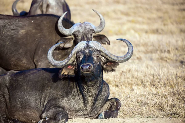 The shores of Lake Nakuru in Kenya. The famous African Big Five. Magnificent buffalo resting in the grass of the savanna. The Horn of Africa.