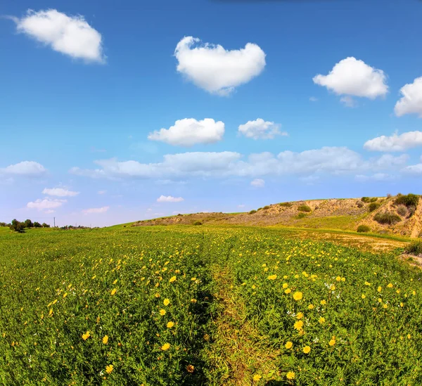 Magnífica Primavera Floreciente Desierto Del Neguev Floreciente Principios Primavera Israel —  Fotos de Stock