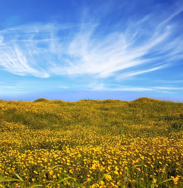 Spring Bloom Negev Desert Field Blooming Daisies Bright Southern Sun — Stock Photo, Image