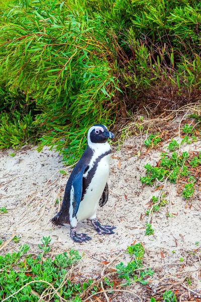 Południowa Afryka Podróż Egzotycznej Krainy Przyjazny Afrykański Pingwin Czarnymi Stopami — Zdjęcie stockowe