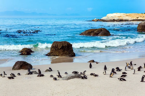 Sydafrika Stora Flockar Glaserade Pingviner Vilar Ett Sandigt Hav Grunt — Stockfoto