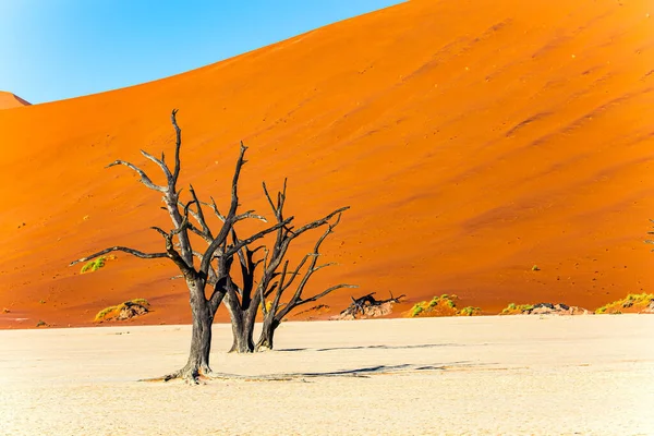 Enormi Dune Sabbia Rossa Arancione Panoramiche Namibia Mattinata Calda Soleggiata Fotografia Stock