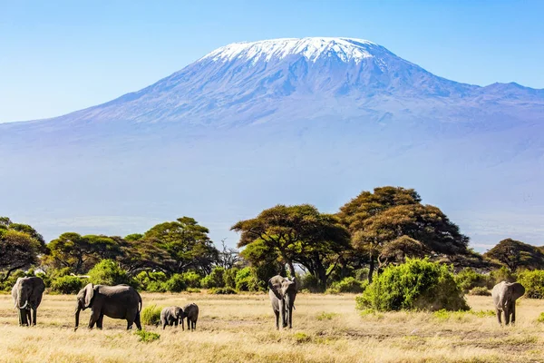 Afrique Fabuleux Voyage Vers Savane Africaine Les Animaux Sauvages Sont Photo De Stock