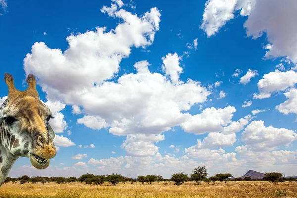 アフリカへの旅行 ナミビアの魔法の砂漠 平らなサバンナは乾燥した黄色の草と珍しい砂漠のアカイアで覆われています 壮大な砂漠の動物 好奇心旺盛なキリン — ストック写真