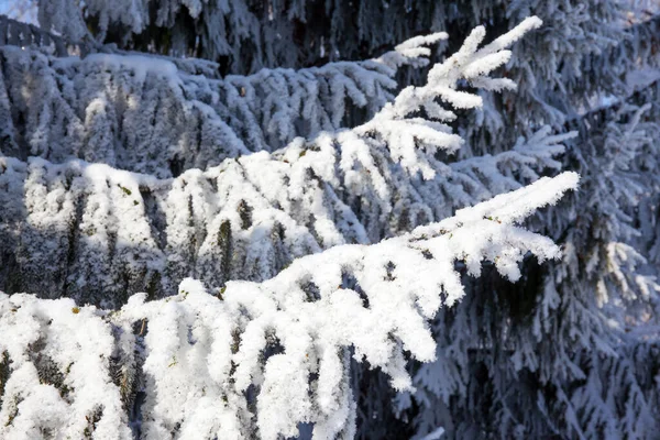 Ladin Dalları Karla Kaplıdır Kuzey Kutbu Nda Kısa Bir Kış — Stok fotoğraf