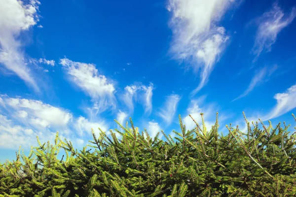 Levende Groene Naaldboom Heldere Blauwe Zomerhemel Lichtcirruswolken Vliegen Lucht — Stockfoto