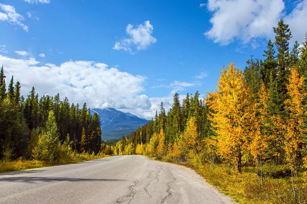 Famosa Autopista Las Montañas Rocosas Canadá Camino Asfalto Entre Pinos —  Fotos de Stock