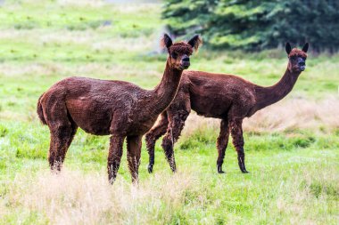 Yün ve et için hayvan yetiştirme çiftliği. Yeşil çimenlere yapıştırılan bir saç kesiminden sonra bir çift sevimli kahverengi ışık. Egzotik, ekolojik ve fotoğraf turizmi kavramı