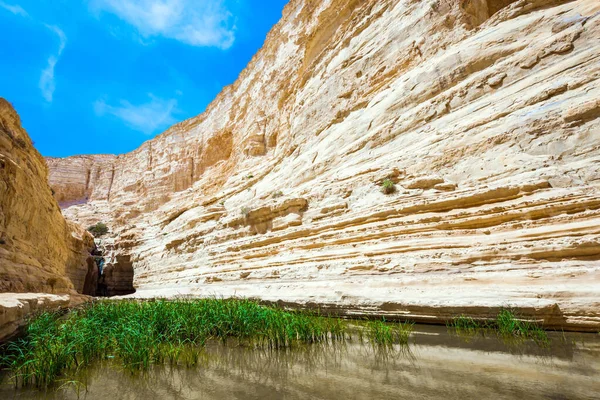 Sazlıklarıyla Yeşilimsi Ayna Gölü Ein Avdat Kanyonu Qing Nehri Tarafından — Stok fotoğraf