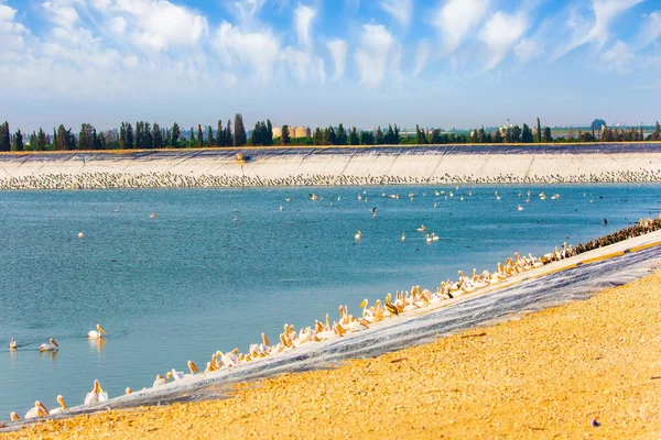 Озеро Долине Хефер Израиле Построено Специально Помощи Перелетным Птицам Сезон — стоковое фото