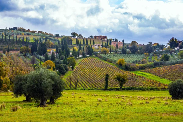 Agroturismo Granjas Rurales Las Pintorescas Colinas Toscana Limpio Hileras Suaves —  Fotos de Stock