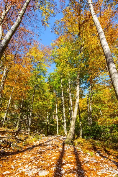 Пышные Увядания Природы Словения Логарская Долина Великолепная Золотая Осень Горах — стоковое фото