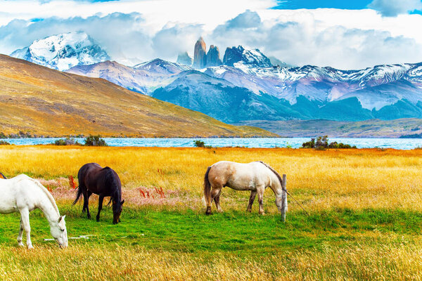 Лагуна Азул - удивительное горное озеро у подножия трех скал - Торрес. Южноамериканские дикие лошади - мустанги пасутся на траве. Знаменитый парк Торрес-дель-Пайне на юге Чили