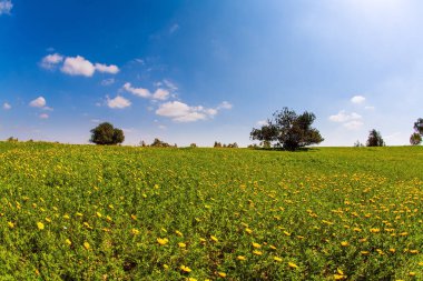 Baharda İsrail. Negev Çölü 'nün bahar çiçekleri. Parlak güney güneşinde çiçek tarlaları. Açık, güneşli bir gün