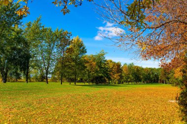 Çok renkli sonbaharın büyüsü. Quebec, Kanada. Güneşli bir gün. Düşen yapraklarla süslenmiş bakımlı çimenler.