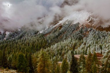 Evergreen ormanı ilk karla kaplıdır. İtalyan Alpleri 'ndeki muhteşem geniş vadi. Dolomitlerdeki geçit - Passo Rolle. 