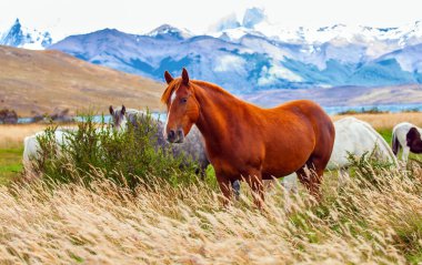 Muhteşem kırmızı mustang sık çimenlerde otluyor. Lagoon Azul, üç kayanın yanında bulunan muhteşem bir dağ gölüdür. Torres. Güney Şili 'deki ünlü Torres del Paine parkı.. 