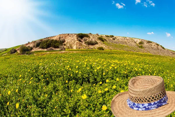 绿地背景上的草帽 盛开的春天 酷热的一天 在明亮的南方阳光下开满了花 以色列 内盖夫沙漠 — 图库照片