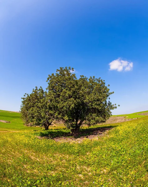 Voorjaarsbloei Van Negev Woestijn Israël Blauwe Lucht Lichte Wolken Velden — Stockfoto