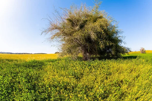 灿烂的南方阳光下盛开的雏菊地 以色列的内盖夫沙漠 蓝天和淡云 灿烂的绽放的春天 — 图库照片