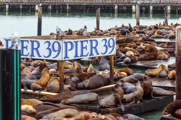 Popular Tourist Destination San Francisco Pier Hundreds Sea Lions Lie — Stock Photo, Image