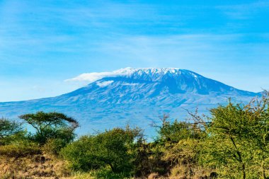  Düzlüklerdeki ünlü kar kaplı Kilimanjaro Dağı. Afrika Boynuzu 'nun sade acaciaları. Muhteşem Amboseli Parkı. Egzotik Afrika.