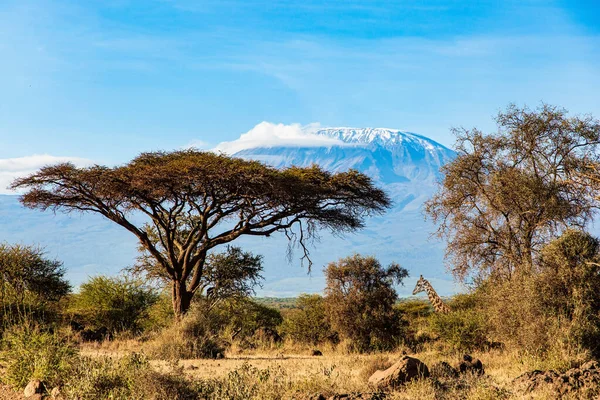 Żyrafa Park Amboseli Słynna Ośnieżona Góra Kilimandżaro Wspaniałe Dzikie Zwierzęta — Zdjęcie stockowe