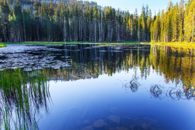 Sessiz yuvarlak göl. Yosemite Park 'taki Tioga Yolu ve Geçidi. ABD. Görkemli kozalaklı orman gölün yumuşak suyuna yansıyor.