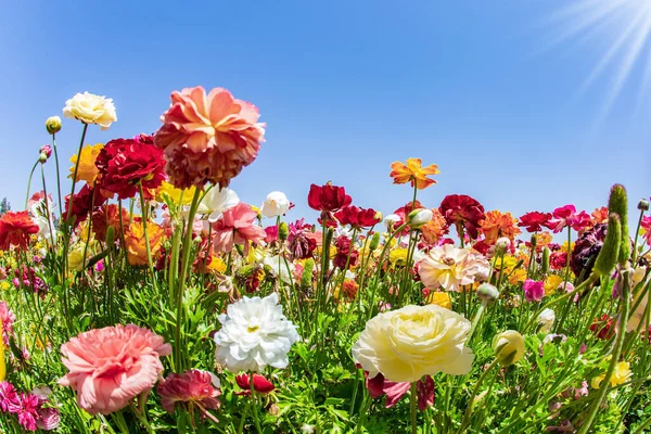 Spring Israel Perjalanan Yang Indah Untuk Keindahan Musim Semi Lautan — Stok Foto