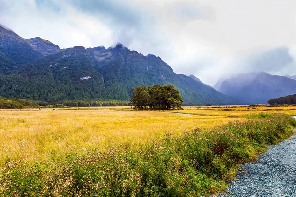 Ilha Sul Nova Zelândia Campos Com Grama Amarela Outono São — Fotografia de Stock