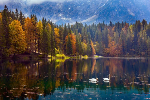 Gölün yumuşak sularında bir çift beyaz kuğu. Fuzine Gölü. Sonbaharın muhteşem renkleri. Turuncu, sarı ve kırmızı ağaçlar göle yansıyor. Dolomitler dağ sırası.. 
