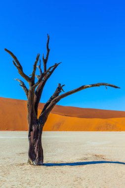 Ölü ağaçlar. Namib Naukluft Çölü 'nde Clay Platosu. Sussussflay gölünün dibinde. Güneşli bir sabah. Egzotik, ekstrem ve fotoğraf turizmi kavramı
